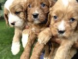 Şirin Cavapoo Yavrularımız