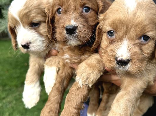 Şirin Cavapoo Yavrularımız görsel