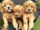Şirin Cavapoo Yavrularımız