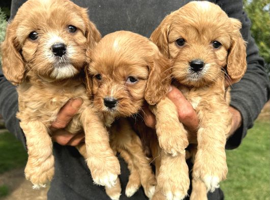 Şirin Cavapoo Yavrularımız görsel