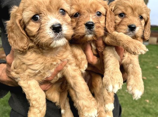 Şirin Cavapoo Yavrularımız görsel