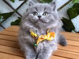 Bi̇blo Bebek Di̇şi̇ Bri̇ti̇sh Longhai̇r