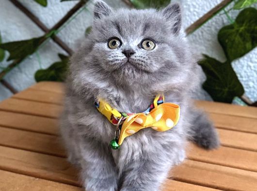 Bi̇blo Bebek Di̇şi̇ Bri̇ti̇sh Longhai̇r görsel
