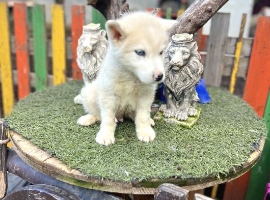 Sibirya Kurdu Husky Yavrularımız görsel