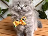Bi̇blo Bebek Di̇şi̇ Bri̇ti̇sh Longhai̇r