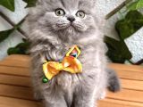 Bi̇blo Bebek Di̇şi̇ Bri̇ti̇sh Longhai̇r