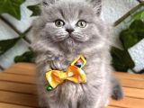 BİBLO BEBEK DİŞİ BRİTİSH LONGHAİR
