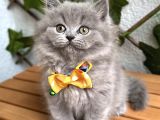 Bi̇blo Bebek Di̇şi̇ Bri̇ti̇sh Longhai̇r