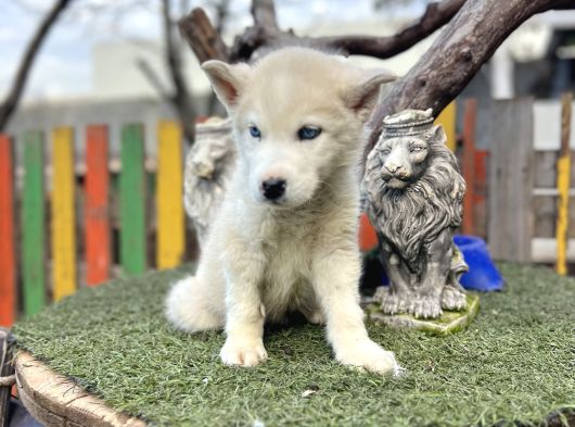 Sibirya Kurdu Husky Yavrularımız görsel