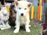 Sibirya kurdu husky yavrularımız