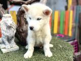 Sibirya Kurdu Husky Yavrularımız