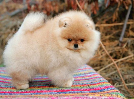 Secereli Anne Ve Babadan Orjinal Teddy Bear Pomernian Boo görsel