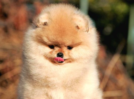 Secereli Anne Ve Babadan Orjinal Teddy Bear Pomernian Boo görsel