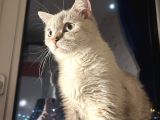 Beyaz kız mavi göz British Shorthair mama karşılığı