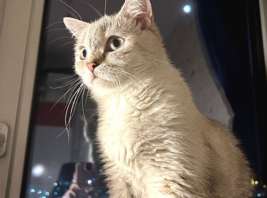 Beyaz Kız Mavi Göz British Shorthair Mama Karşılığı