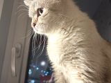 Beyaz Kız Mavi Göz British Shorthair Mama Karşılığı