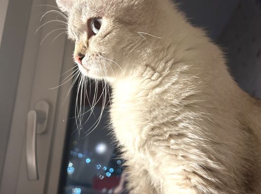 Beyaz Kız Mavi Göz British Shorthair Mama Karşılığı görsel