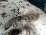 Beyaz Kız Mavi Göz British Shorthair Mama Karşılığı
