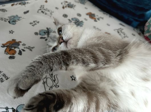 Beyaz Kız Mavi Göz British Shorthair Mama Karşılığı görsel