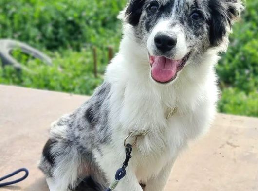 Border Collie Yavruları görsel