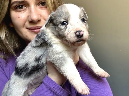 Border Collie Yavruları