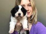 Border Collie Yavruları