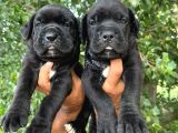 Cane Corso Yavrulari Mama Ve Malzeme Kampanyali
