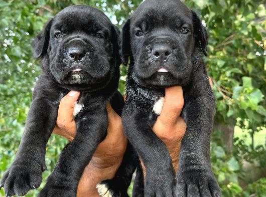 Cane Corso Yavrulari Mama Ve Malzeme Kampanyali görsel
