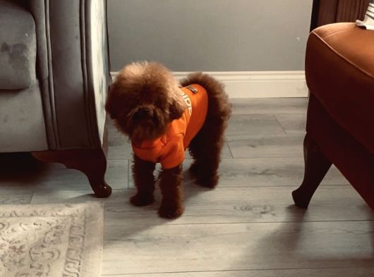 Sıfır Numara Korekan Toypoodle Degerine Bilene görsel