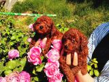 Kore Red Braun Poodle Yavrularımız