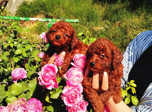 Kore Red Braun Poodle Yavrularımız görsel