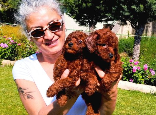 Kore Red Braun Poodle Yavrularımız görsel