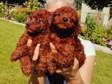 Kore Red Braun Poodle Yavrularımız