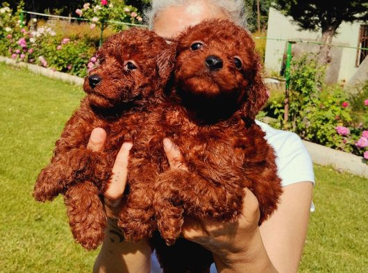 Kore Red Braun Poodle Yavrularımız görsel