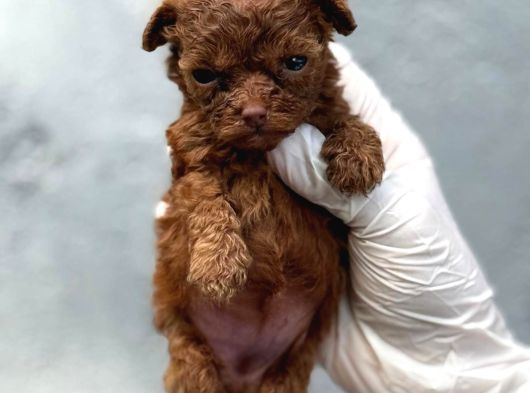 Kore Mıcro Poodle Bebışler görsel