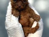 Kore Mıcro Poodle Bebışler