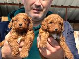 Dev Poodle Safkan Orcınal