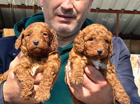 Dev Poodle Safkan Orcınal görsel