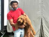 Dev Poodle Safkan Orcınal