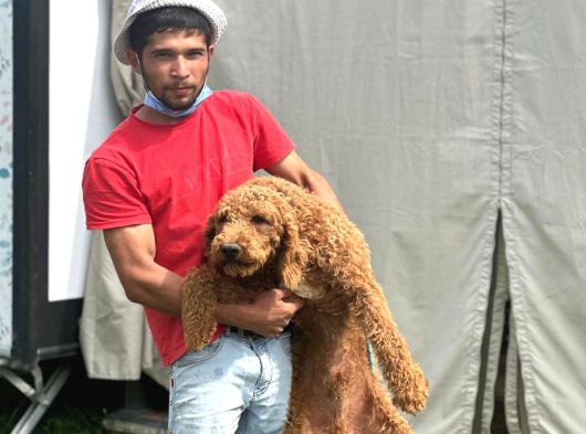Dev Poodle Safkan Orcınal görsel