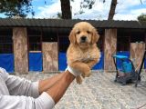 Dev Poodle Safkan Orcınal