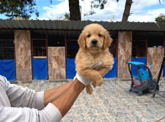 Dev Poodle Safkan Orcınal görsel