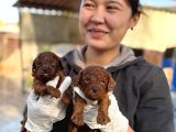 Kore Mıcro Poodle Bebışler