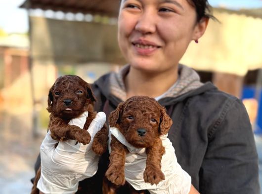 Kore Mıcro Poodle Bebışler görsel