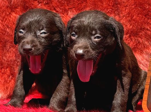 Labrador Yavrularımiz görsel