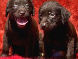Labrador Yavrularımiz