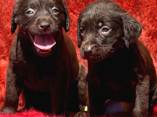 Labrador Yavrularımiz görsel