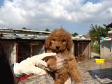 Goldendoodle Yavrularımızi