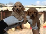 Goldendoodle Yavrularımızi