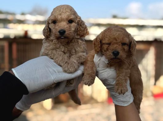 Goldendoodle Yavrularımızi görsel